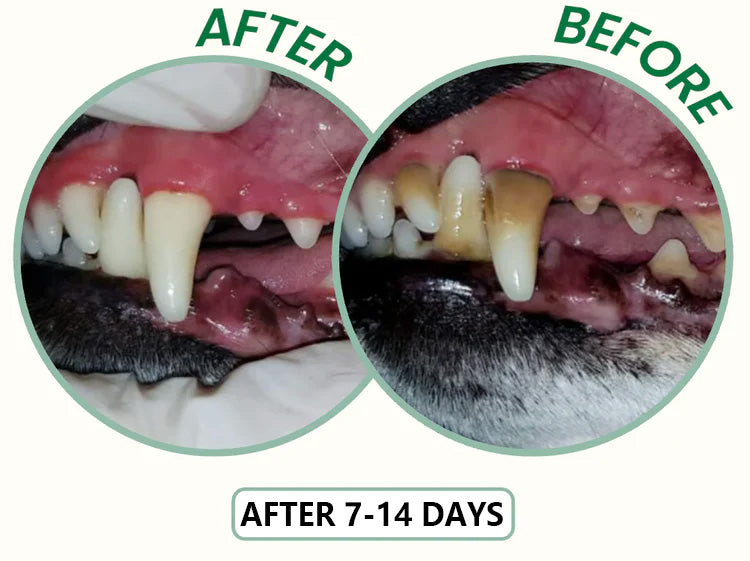 ✨ PawLuminate™ – The Vet-Trusted Way to Brighten Your Pet’s Smile