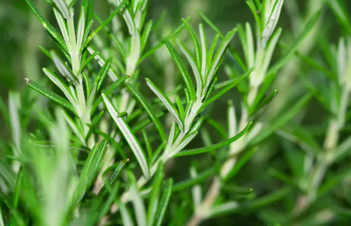 ✨ PawLuminate™ – The Vet-Trusted Way to Brighten Your Pet’s Smile