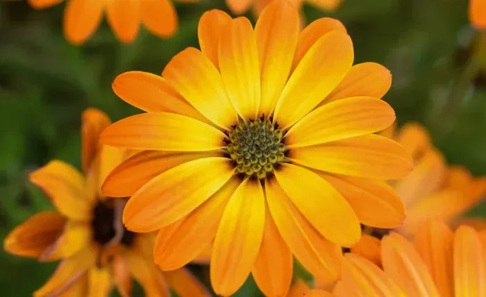 ✨ PawLuminate™ – The Vet-Trusted Way to Brighten Your Pet’s Smile